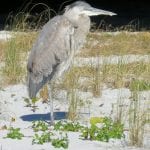 article image - 